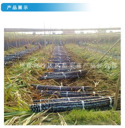 山东甘蔗产业新篇章 风范果蔬引领品质甘甜之选